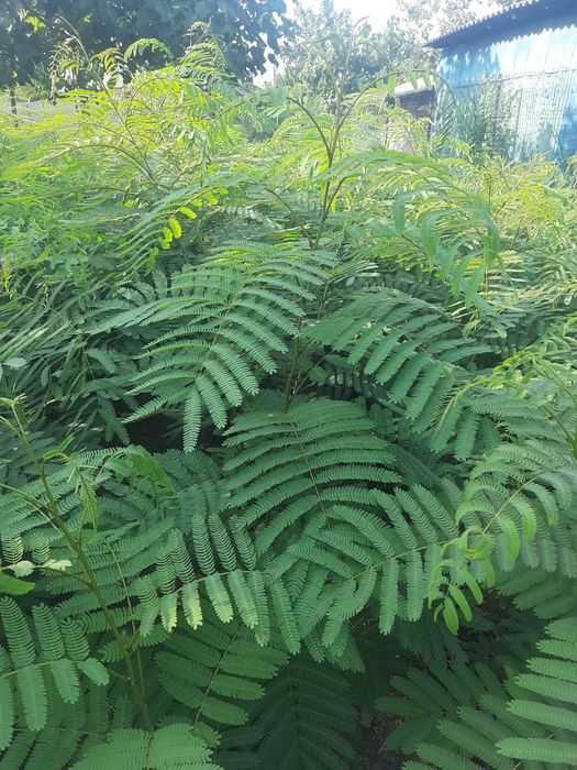 Arbore de mătase