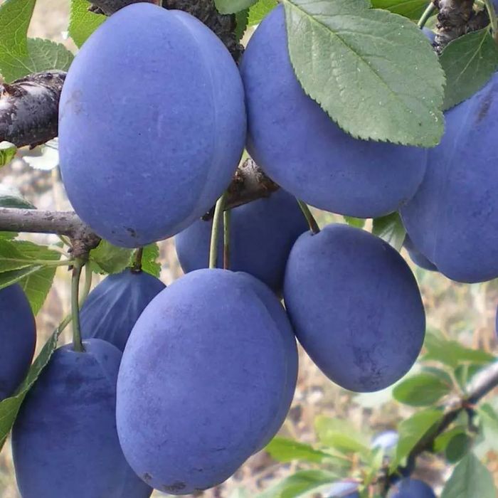 Pomi fructiferi și arbuști