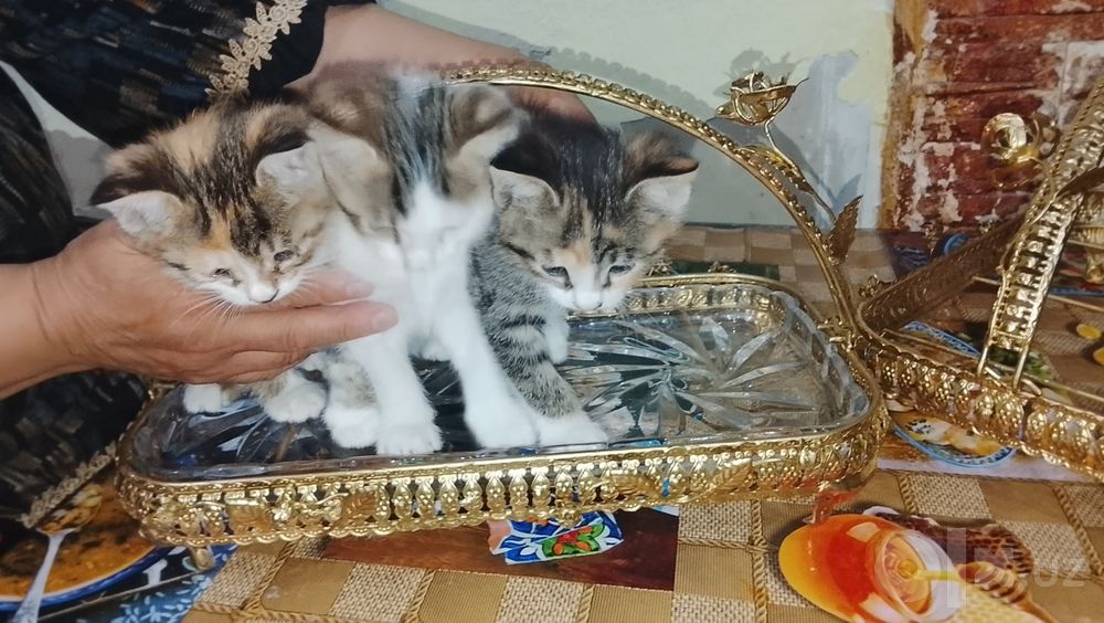 Отдадим котят в добрые руки