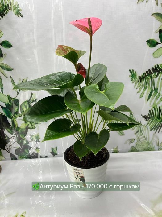 Антуриумы разные