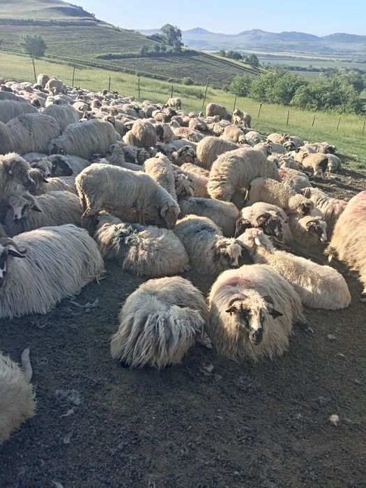 Vând oi de tăiat 23kg și oi cu miei 1300lei