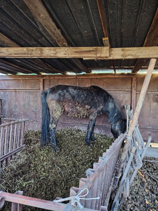Бие сатылады отенайда