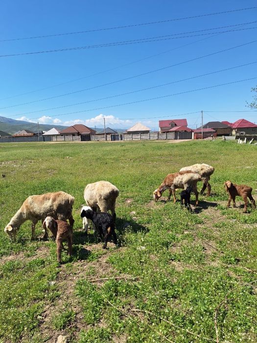 Продам баран маток с ягнатами