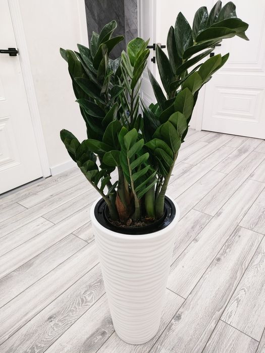 Растения. Доставка есть