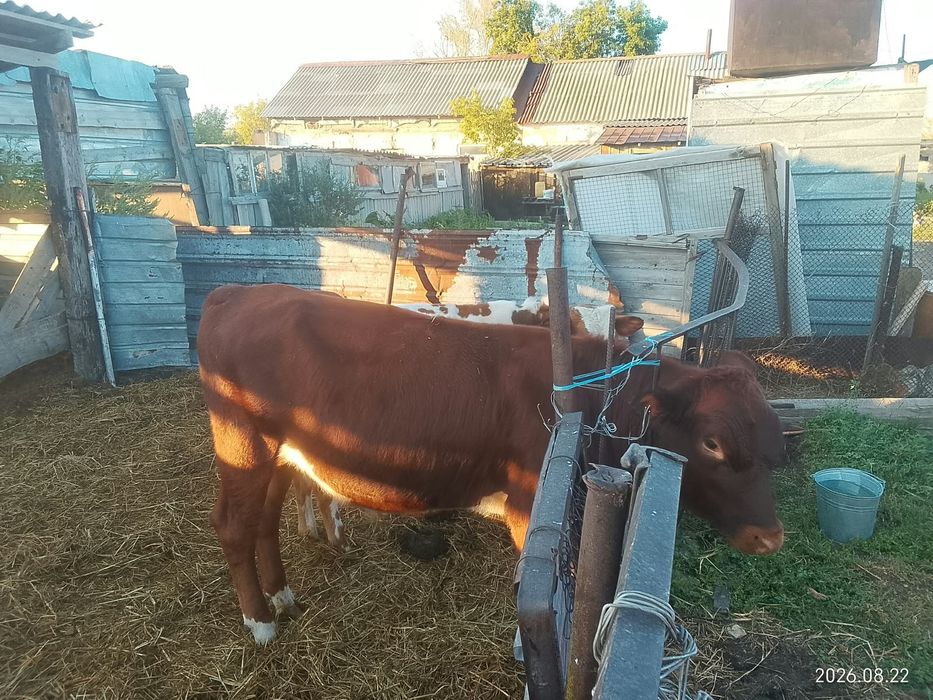 Продам телят  оптом