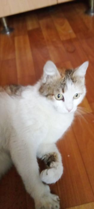 Ищем самый лучший дом кошечке