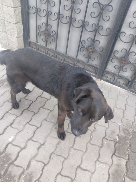 Срочно отдам собаку