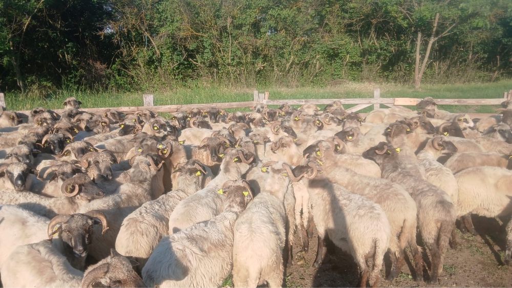 Vand oi cu lapte Bucalai