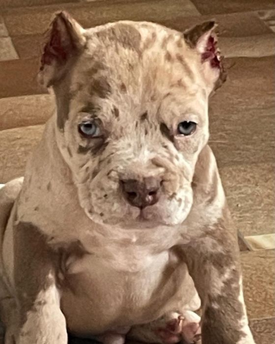 Американский булли