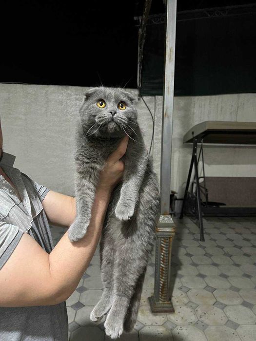 Fold Mushuk sotiladi