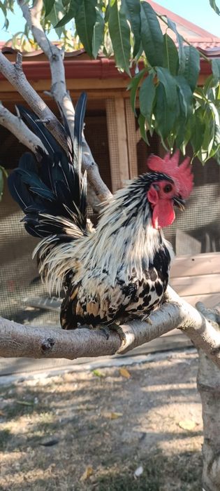 Găini rasa chabo