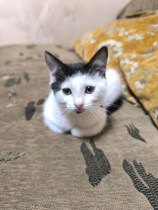 Маленький Котёночек
