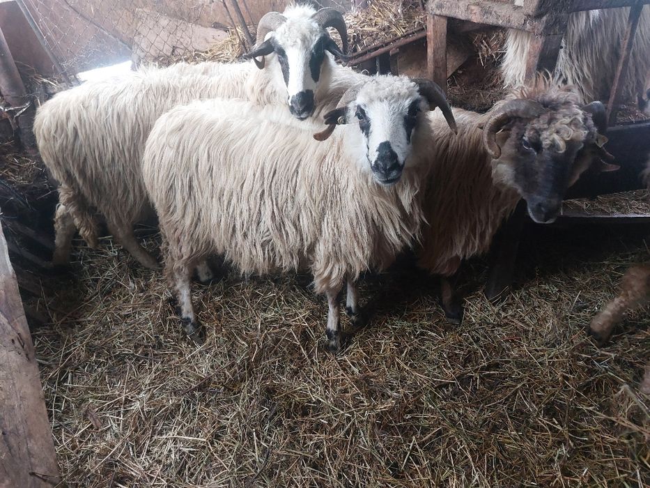 Oi cu miei si oi Sterpe Țurcane grase