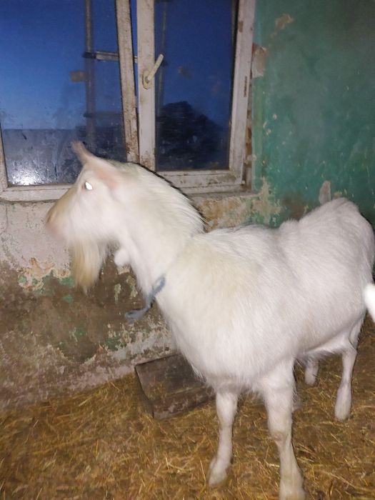 Vand capra sannen si tap