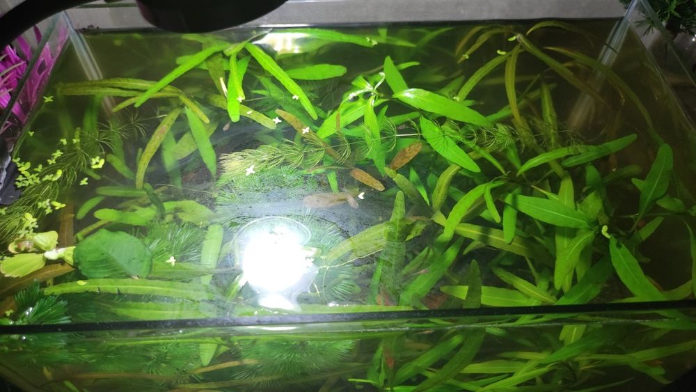 Аквариум с криветками и растениями
