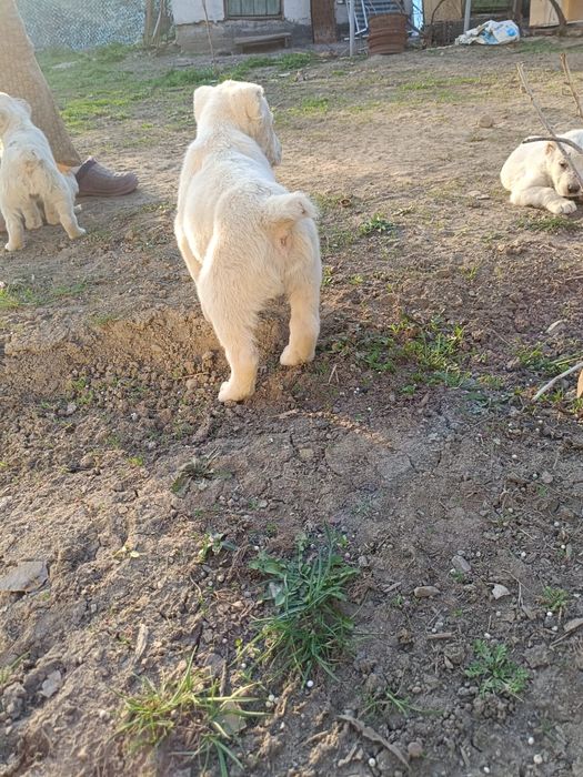 Щенки Алабайчики