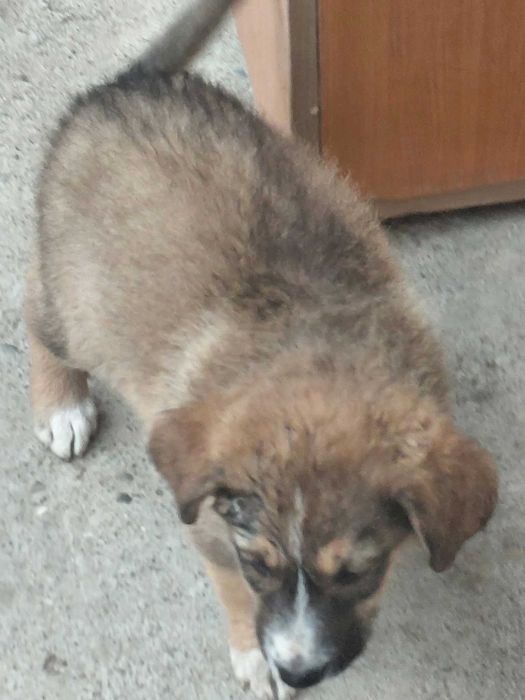 Donez catelusi, baietei si fetite de 2 luni, talie medie