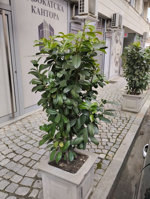 Лавровишна - жив плет