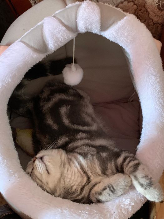 Кот на вязку очень красивый