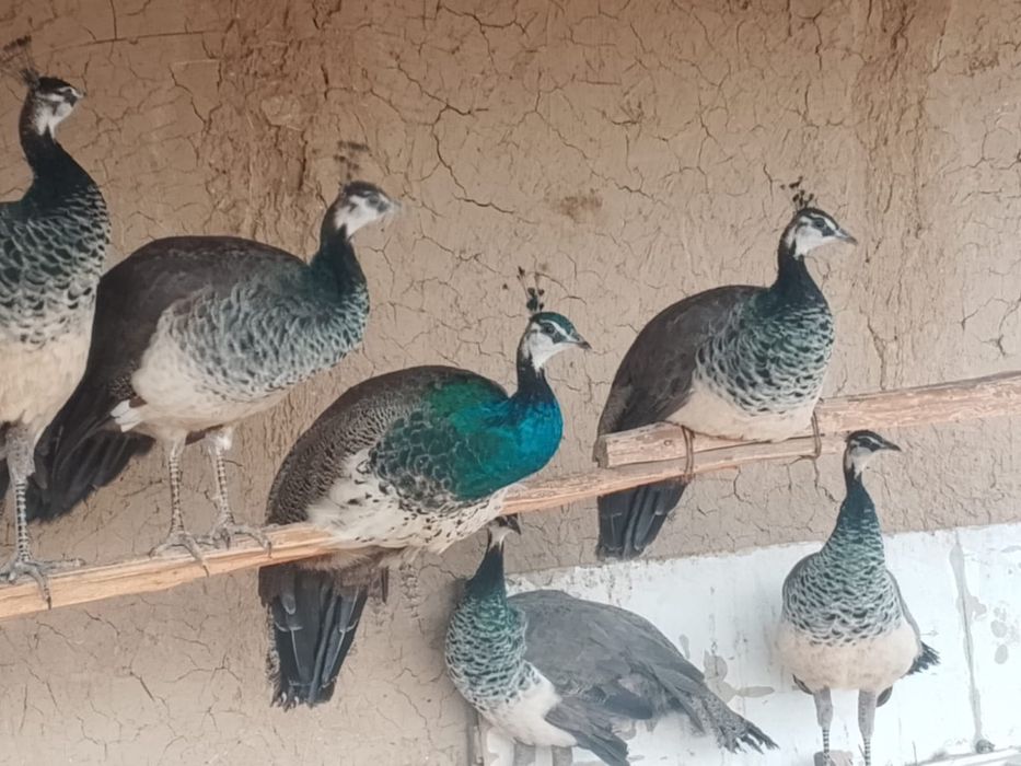 Павлины Самка/Самец