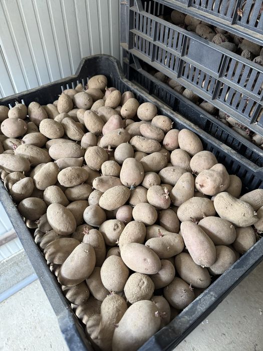 Cartofi rosii si albii