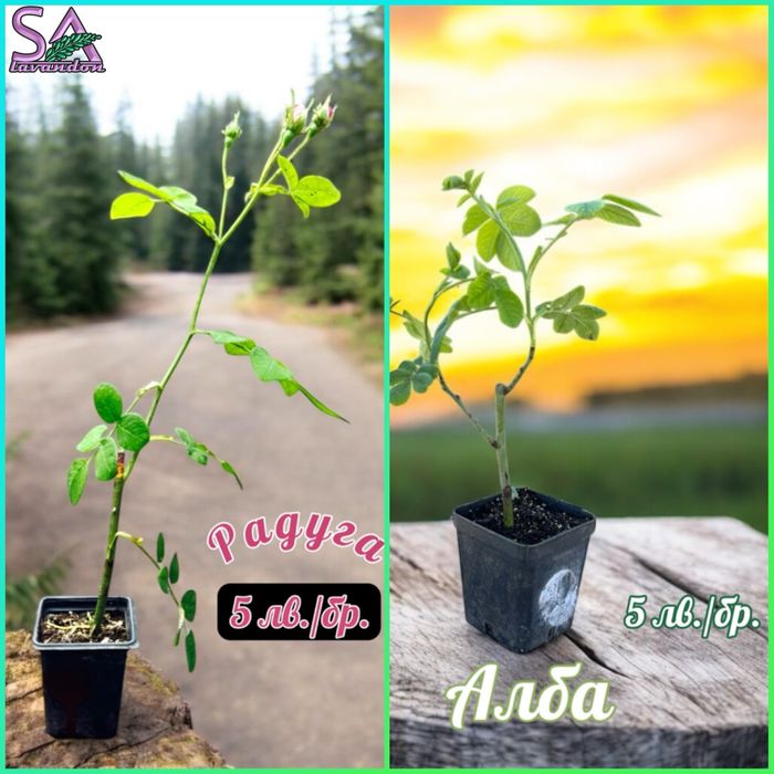 Лавандула и Българска Маслодайна Роза-саксии