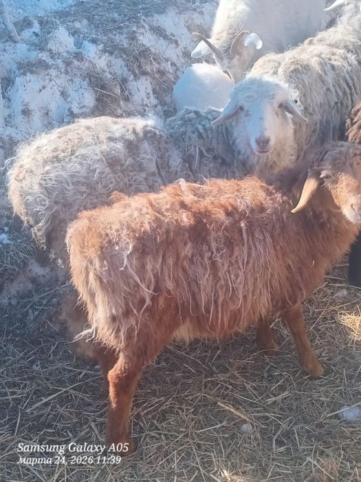 Продам овечки кошкарчик