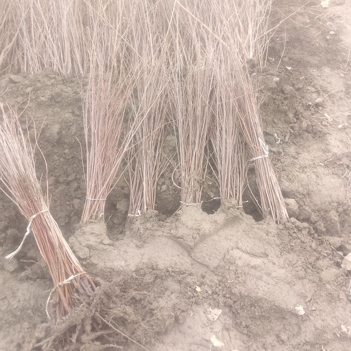 Gizilla payvandtaglar gilos ulash uchun payvandtaglar