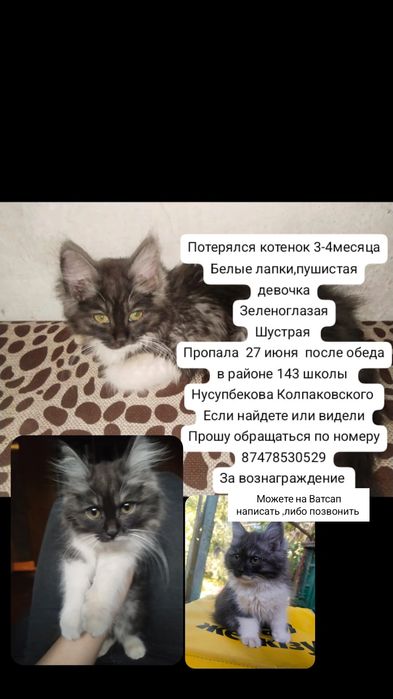 Потерялся котенок девочка