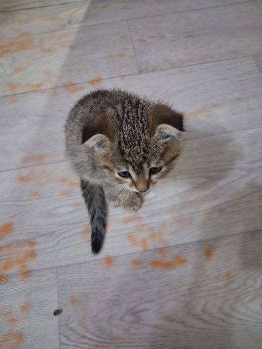 Отдам котенка в хорошие руки