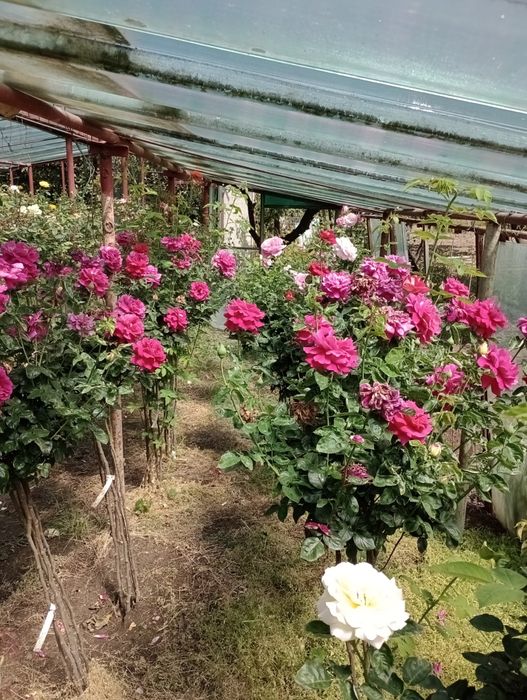 Trandafiri pomișori,17 culori,înălțimea 1.20-1.40m.