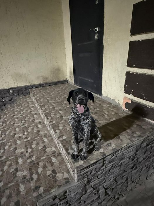 Курцхаар продам щенка