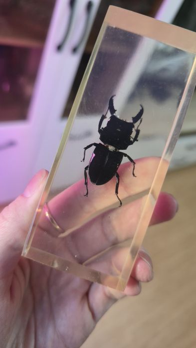 Продам коллекцию насекомых