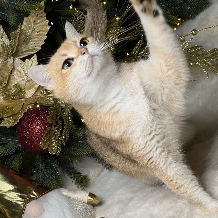 Продается девочка NY12