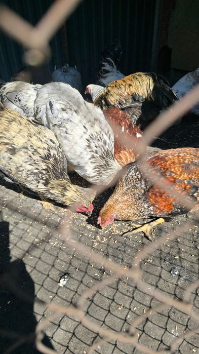 Продам молодых курей