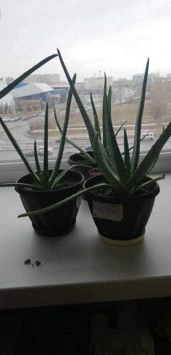 Домашние цветы Алоэ. Доставка