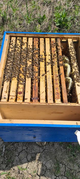 Vand 10 familii albine