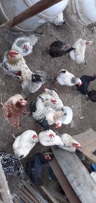 Vând găini cu 100 lei buc.