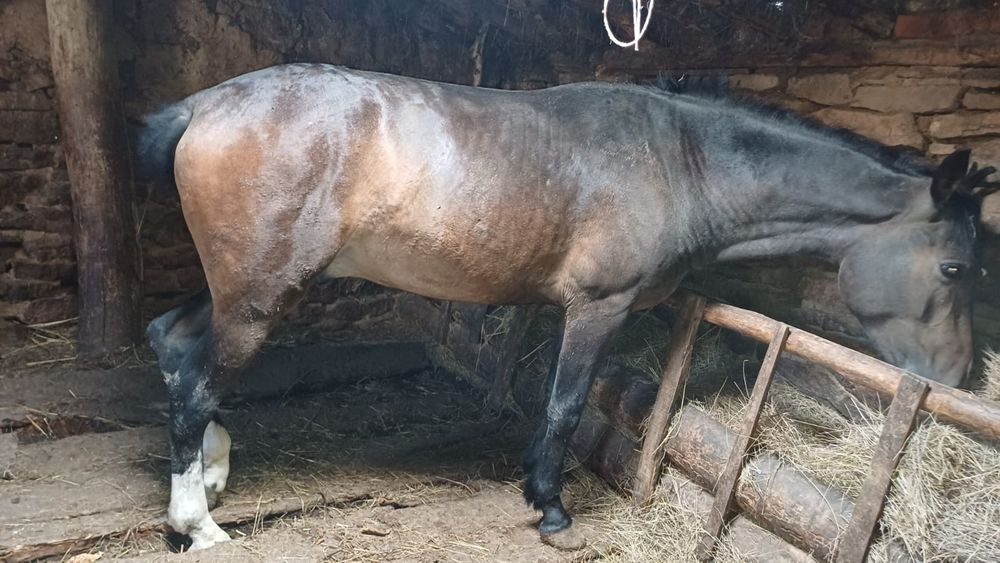 4 жасар айғыр сатылады!