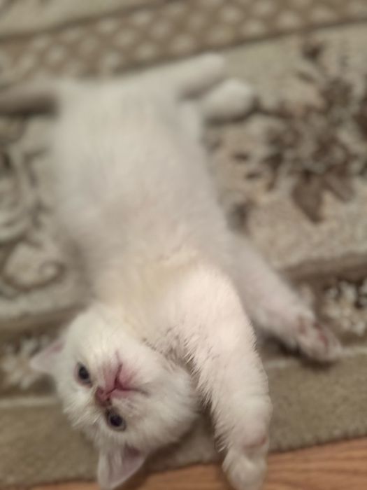 Продам британского котика