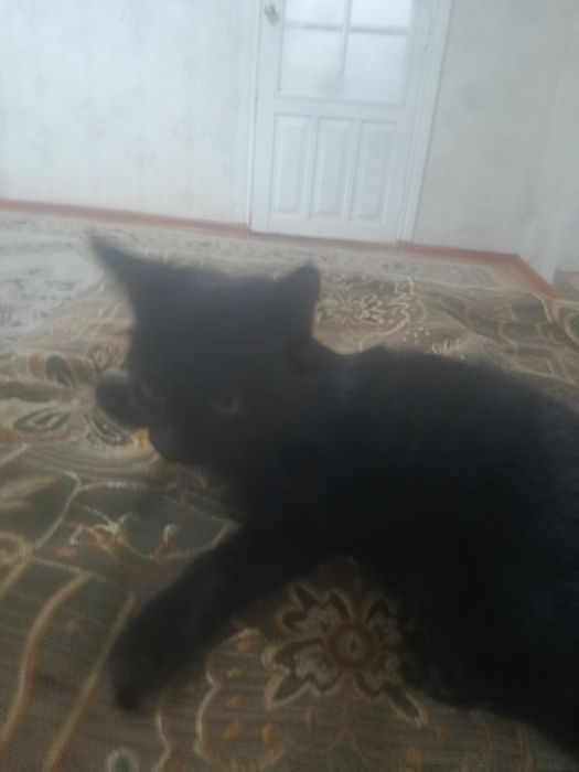 Котенок 2,5 месяца