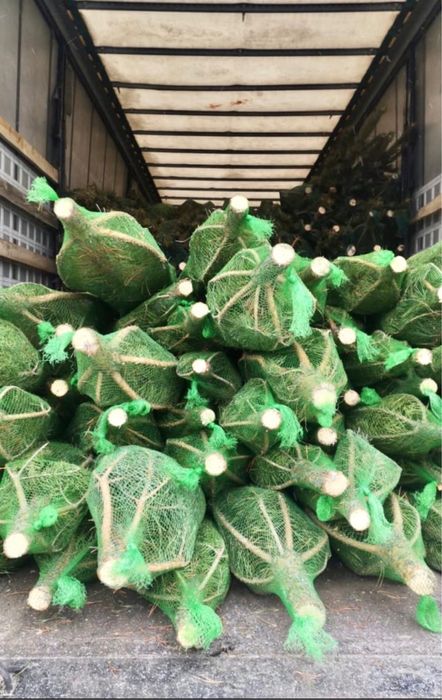 Новогодняя ёлка 2,5 м