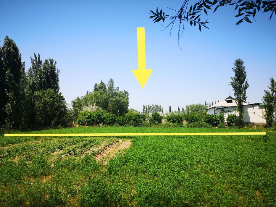 Гулистон тумани Х.Олимжон МФЙ