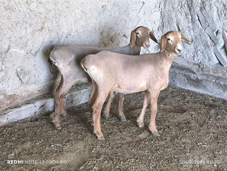Arashan barral sotiladi