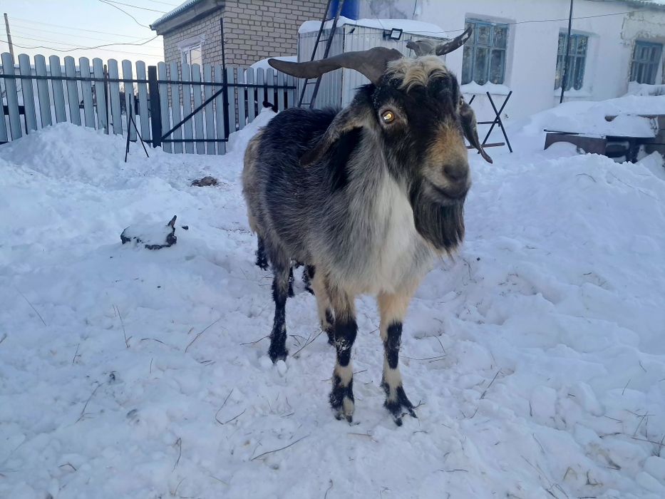 Продам взрослого козла