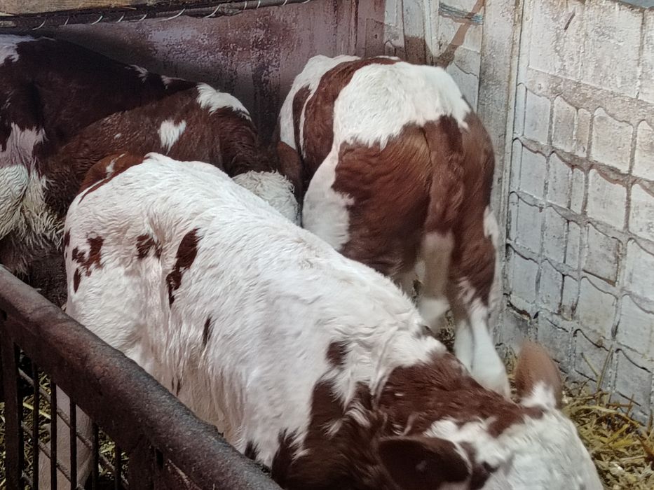 Taurasi  și vitele baltati