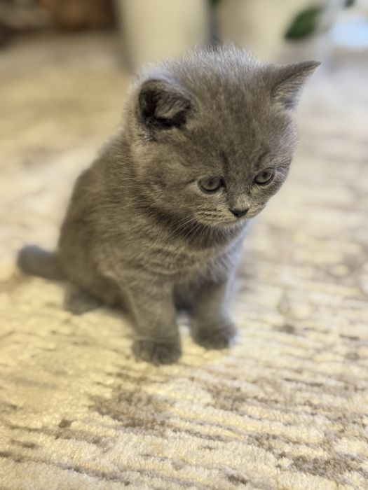 Продается котенок ( мальчик) скотиш сткайт
