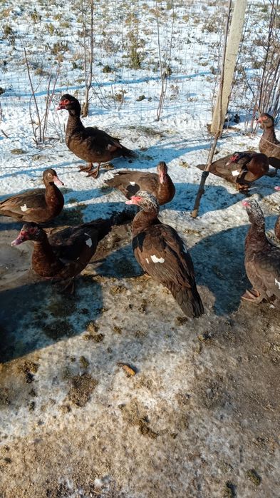 Rate ciocolatii Masculi  2025