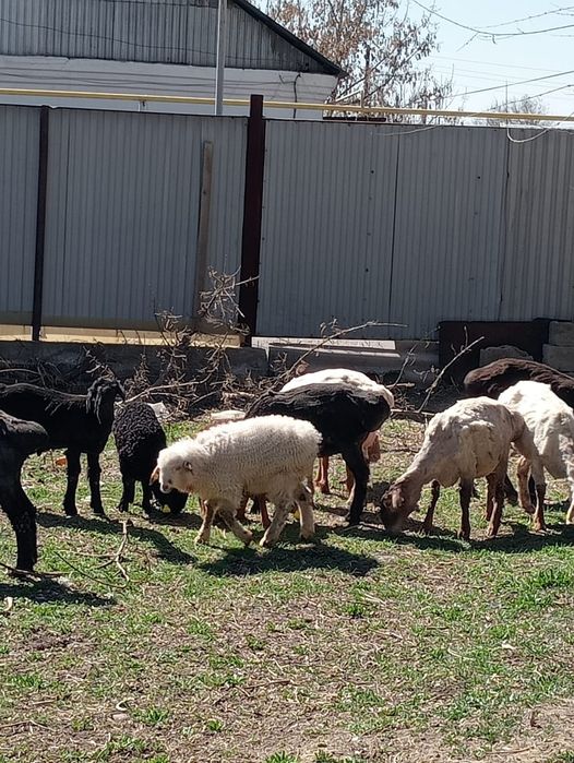 Койлар  сатылады