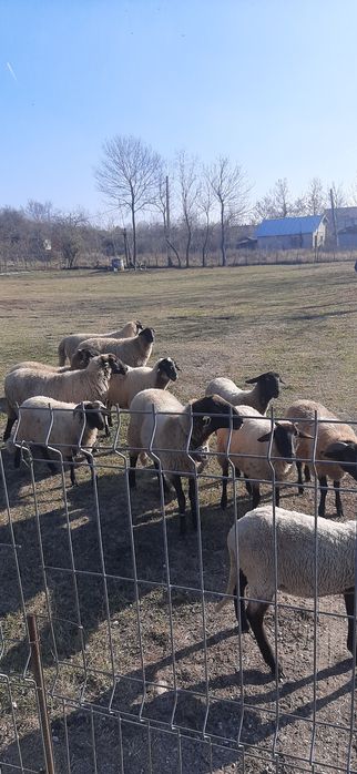Vând oi carabașe cu miei lângă ele și berbeci carabași